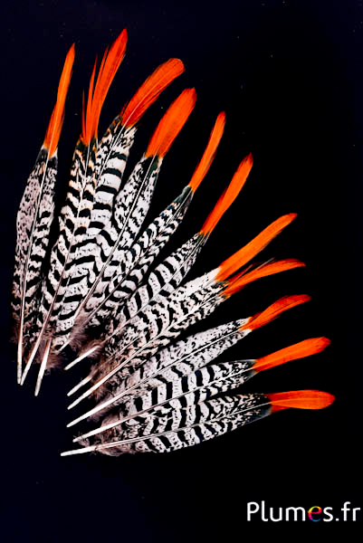 Faisan Lady Armherst - 14-19 cm - rouge-blanc-noir naturel
